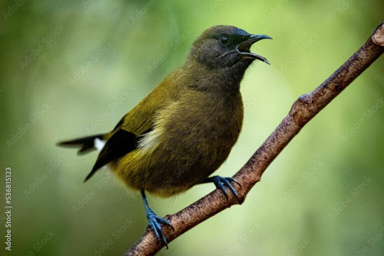 Adobe bellbird