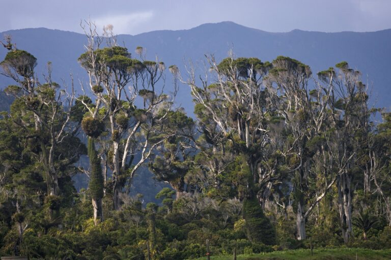 Road to Karamea, West Coast 15 (Credit Clint Trahan)-large