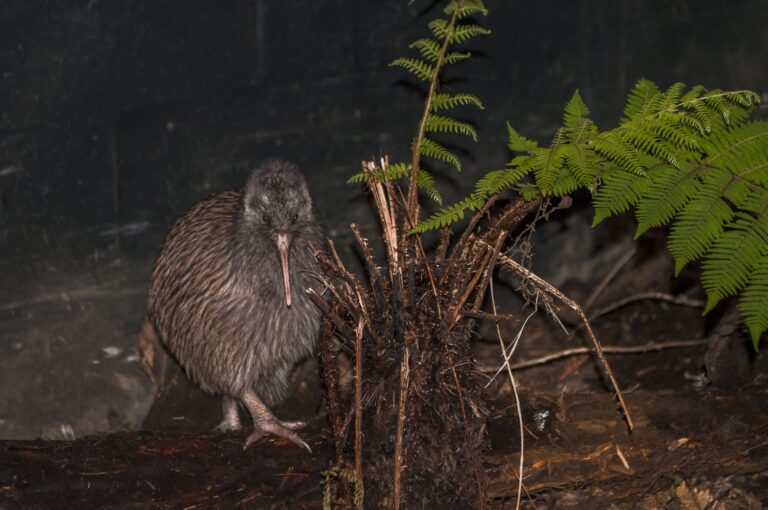 West Coast Wildlife Centre - Kiwi at dusk in Nocturnal House-large