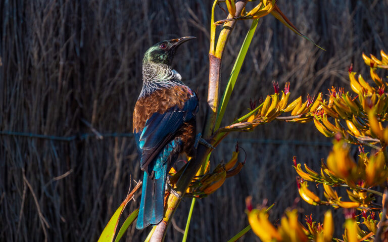 tui-in-the-abel-tasman-national-park